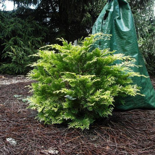 Golden Hinoki False Cypress