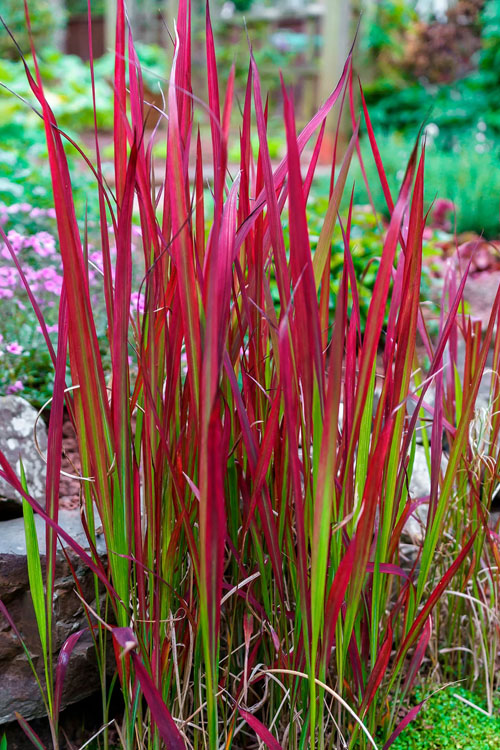 Red Baron Japan Blood Grass