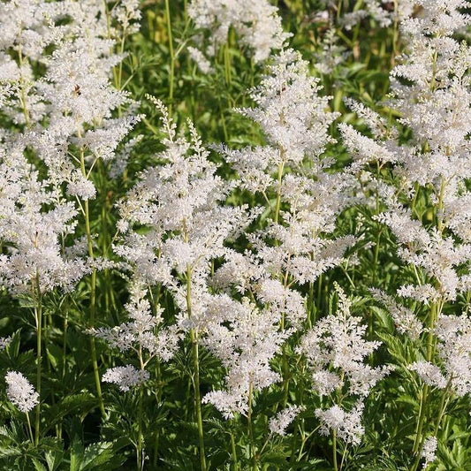 Vision in White Chinese Astilbe
