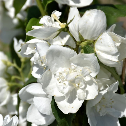 Snow White Mock Orange