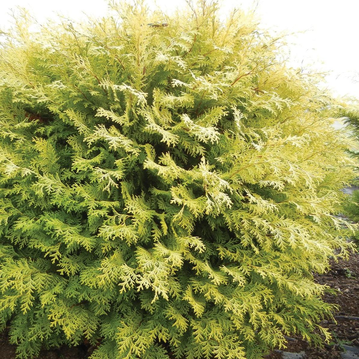 Jip Tree Night Light™ Cypress – Online Trees