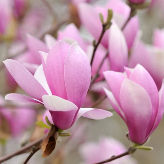 Jane Magnolia Tulip Tree (Magnolia x 'Jane')