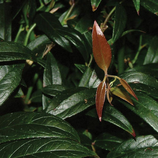 Leucothoe axillaris 'Squzam'  - Squirt™ Leucothoe