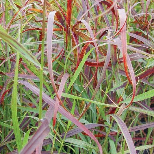 Panicum virgatum 'RR1' - Ruby Ribbons™ Switch Grass – Online Trees