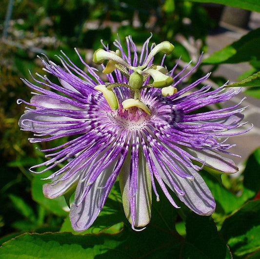 Passion Flower, Maypop