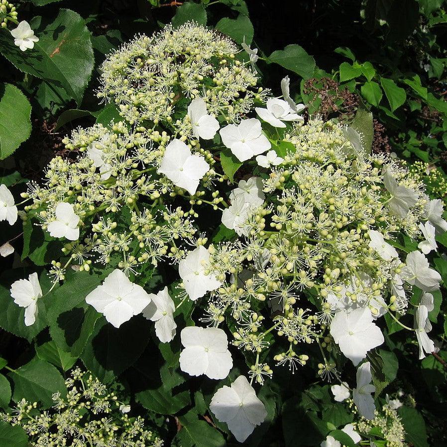 Online Trees Climbing Hydrangea - Thumbnail 2