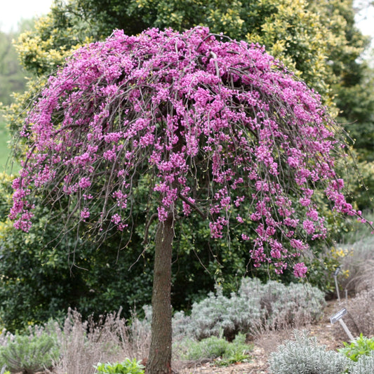 Lavender Weeping Redbud