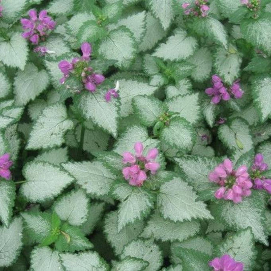 Orchid Frost Deadnettle