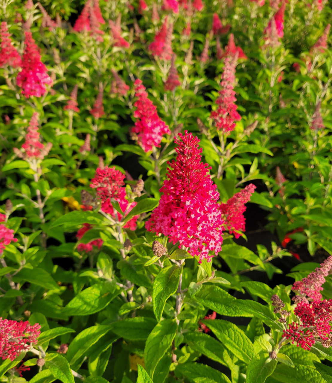 Lil Raspberry Buddleia Butterfly Candy™ 'Lil Raspberry'™ (Buddleia Butterfly Candy™ Lil' Rasp ...