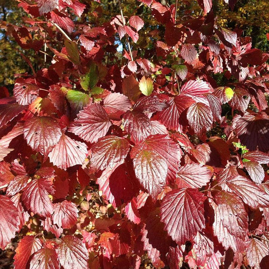 Blue Blaze™ Viburnum