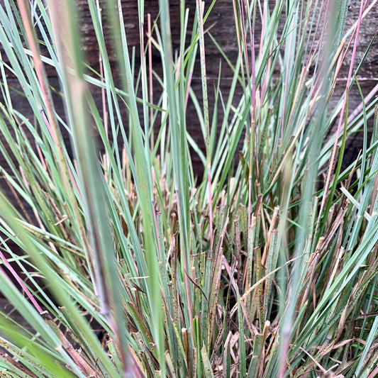 The Blues Little Bluestem