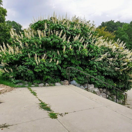 Buckeye Bottlebrush
