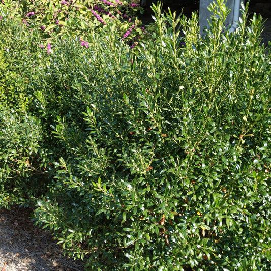 Densa Inkberry Holly