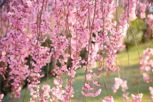 Weeping Cherry