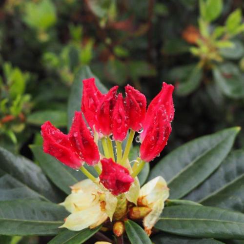Guu Color Rhododendron x 'NCRX1' - Dandy Man Color Wheel® Rhododendron – Online Trees