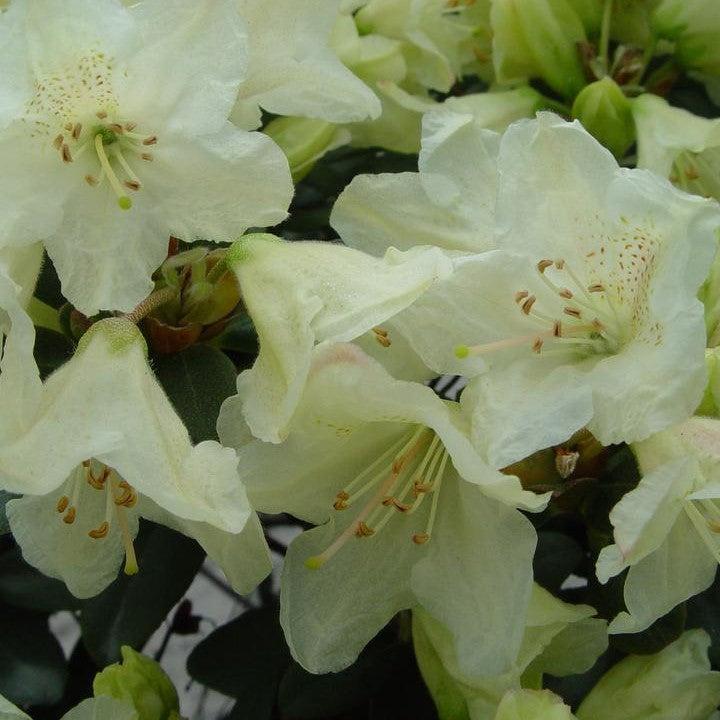 Rhododendron x 'Towhead' - Towhead Rhododendron – Online Trees
