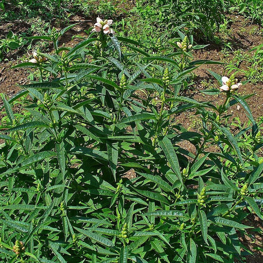 White Turtlehead