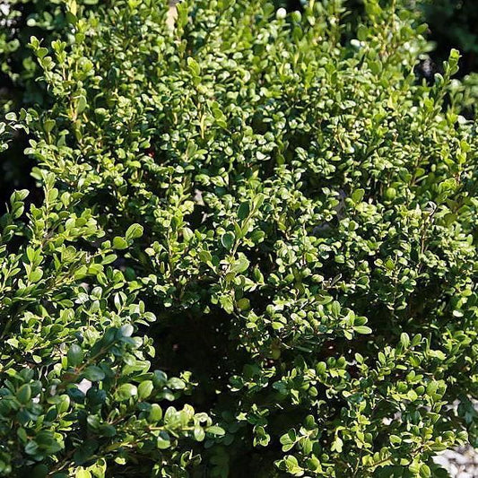 Winter Gem Boxwood
