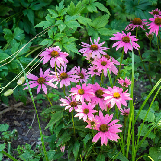 PowWow® Wild Berry Echinacea, Coneflower