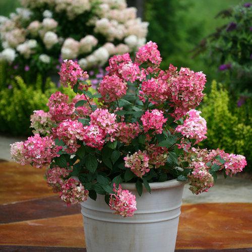 Fire Light® Hardy Hydrangea