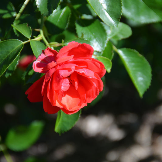 Flower Carpet® Scarlet Rose