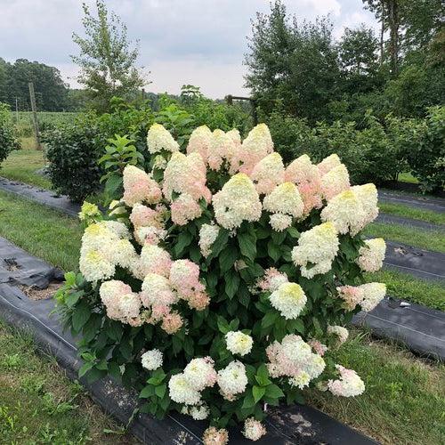 Quick Fire Fab® Hydrangea