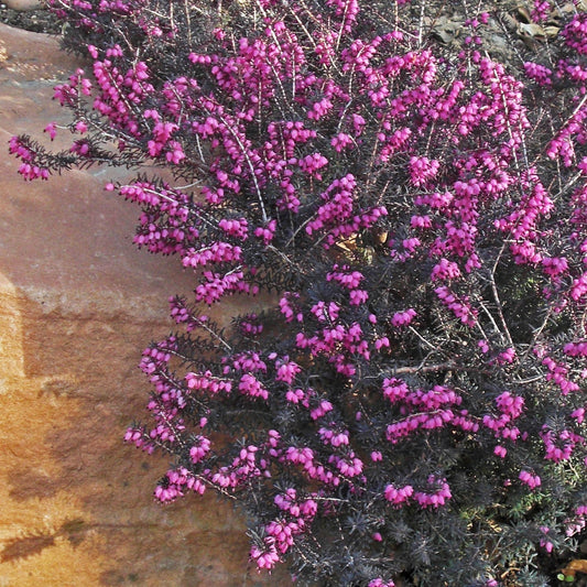 ica x darleyensis 'Kramers Rote'~ Kramer's Rote Heath