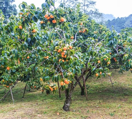 American Persimmon Tree