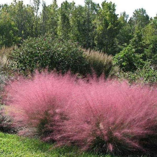 Pink Muhly Grass