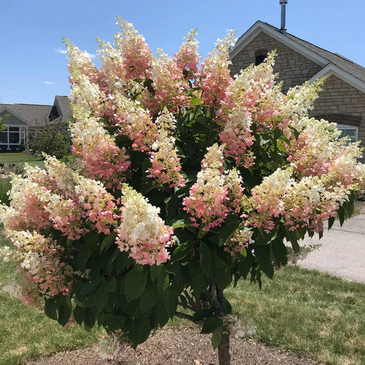 Pinky Winky® Hydrangea (Hydrangea paniculata 'DVP Pinky')