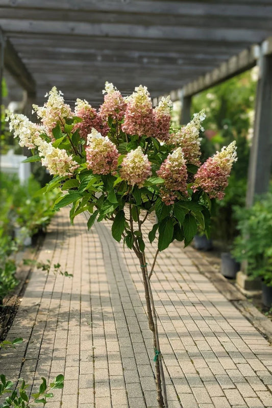 Pinky Winky® Hydrangea (Hydrangea paniculata 'DVP Pinky')