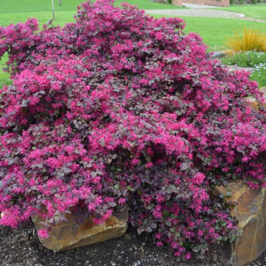 Bloomin Easy Plum Gorgeous Loropetalum chinense