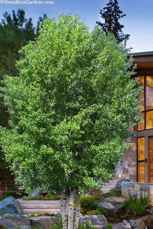 Quaking Aspen Tree