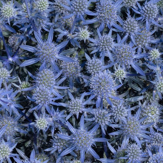 Eryngium planum 'Blue Glitter'  - Blue Glitter Sea Holly