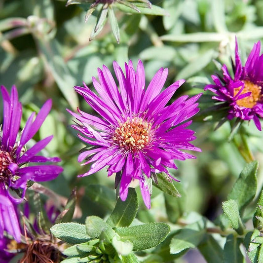 Purple Dome New England Aster