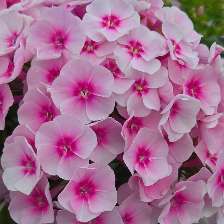 Phlox paniculata 'Volcano Soft Pink with Dark Eye' - Volcano® Soft Pin ...