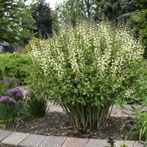 Decadence® Vanilla Cream False Indigo