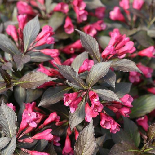 Spilled Wine® Weigela