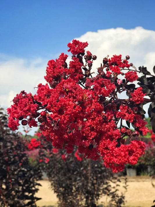 Crape Myrtle - Black Diamond® Red Hot