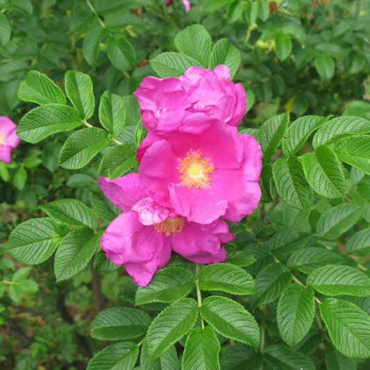 Rugosa Rose