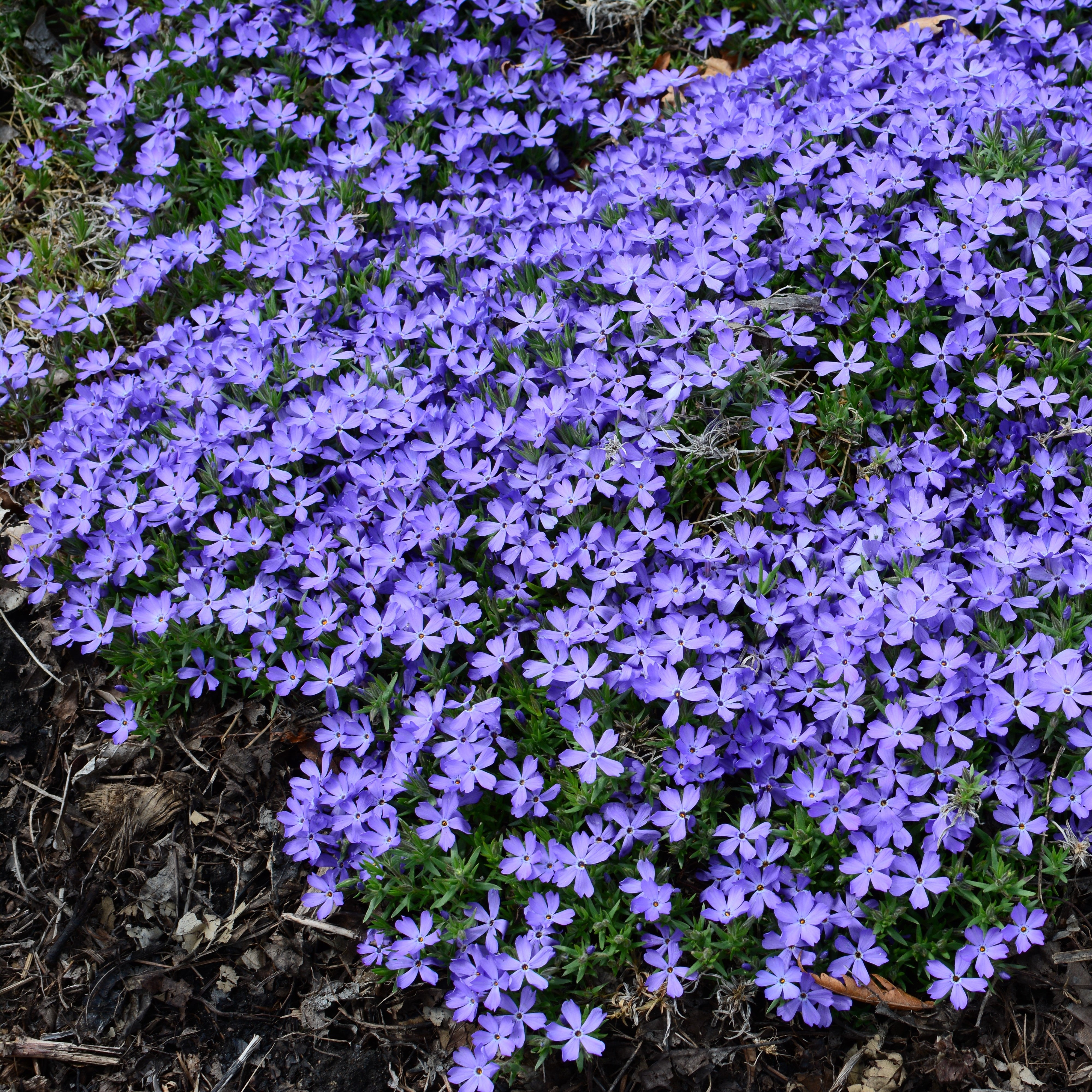 Violet Pinwheels Violet Pinwheels Phlox – Online Trees
