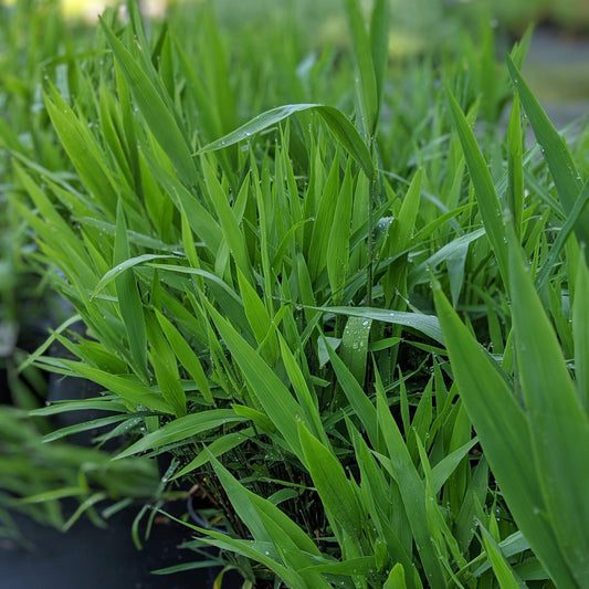 River Oats, Inland Sea Oats