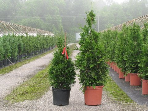 Thuja Green Giant | Thuja standishii x plicata 'Green Giant' | Quart, 1, 3, & 5 Gallon Plant