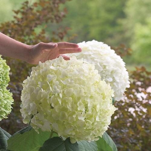 Proven Winners® Incrediball® Smooth Hydrangea