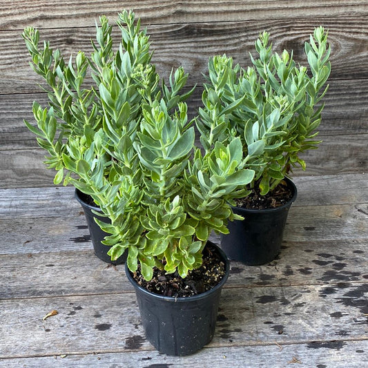 Autumn Joy Stonecrop