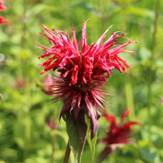 Jacob Cline Bee Balm
