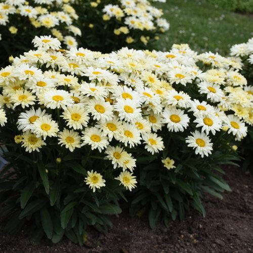 PW® Amazing Daisies® Banana Cream II Shasta Daisy