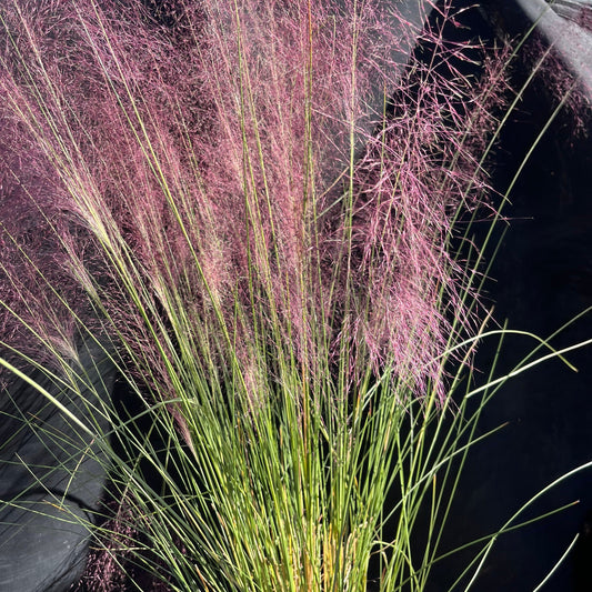 Pink Muhly Grass