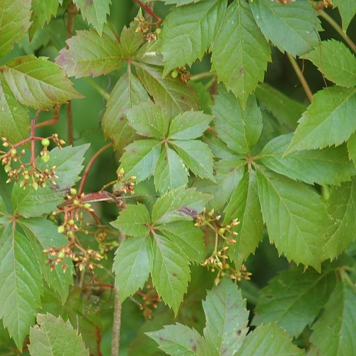 Virginia Creeper – Online Trees
