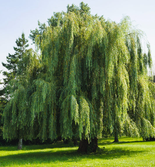 Weeping Willow Tree